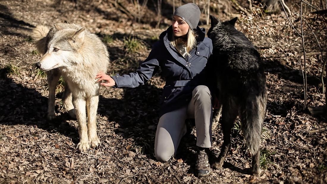 Wild Life Science – Der Wolf im Fokus